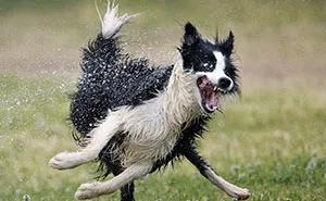These 16 Pet Photos Were Captured At The Best Moment And They Won The 2022 Comedy Pet Photo Awards