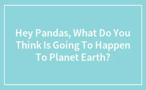 Hey Pandas, What Do You Think Is Going To Happen To Planet Earth?