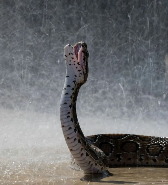 No solo a la gente le gusta la lluvia