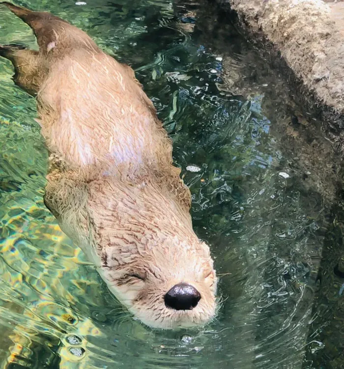 Otter floating peacefully in clear water, showcasing its cute features up close.