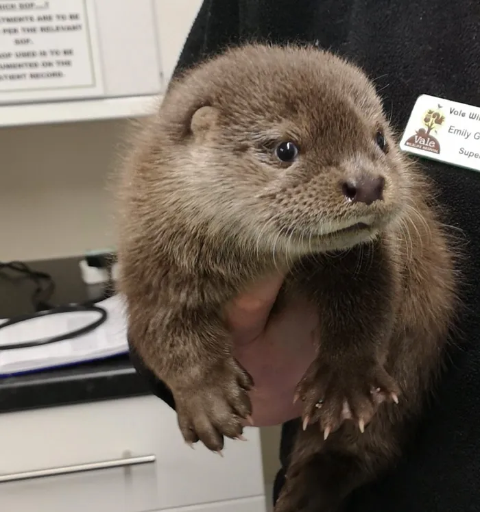 Cute otter being held, showcasing its fluffy fur and curious eyes in a caretaking setting.