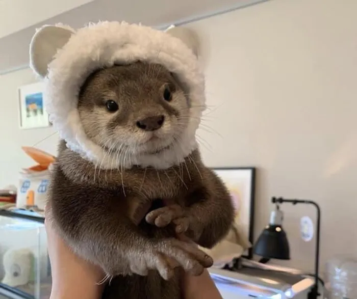 La nutria con sombrero