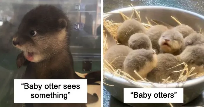 Otters Are One Of The Cutest Animals, Here Are 40 Pics To Prove It