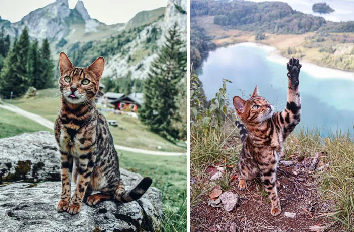 Nelson The Little Adventurer