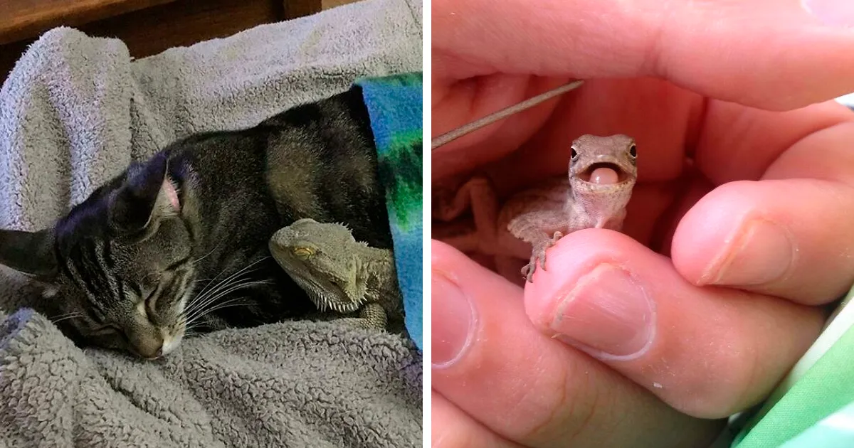 40 Lagartos demostrando que pueden ser adorables