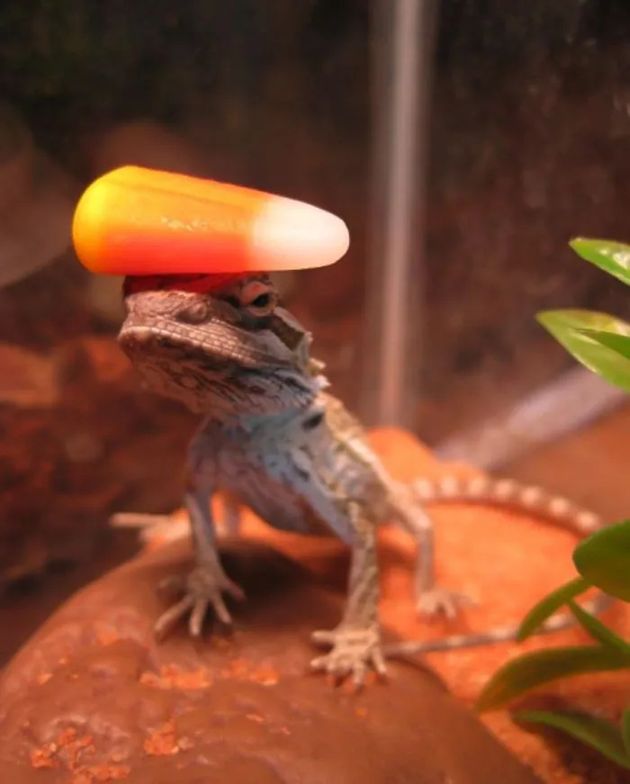 Wesker haciendo equilibrios