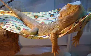 40 Times Lizards Were Caught Being Unbearably Cute