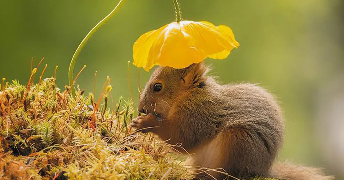 30 Fotos de ardillas adorables entregadas a sus quehaceres