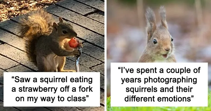 40 Pictures Of Squirrels Doing Cute Squirrel Stuff