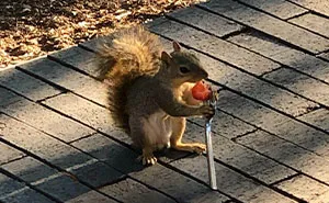 40 Pictures Of Squirrels Doing Cute Squirrel Stuff