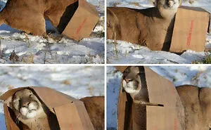 The "Hardcore Aww" Online Group Shares Pics Of Wild Animals That Are Just Dangerously Cute