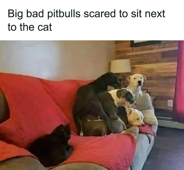 Couch Dynamics Unleashed