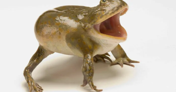 Hey Pandas, Post Your Pet Frogs Or Frogs You’ve Found