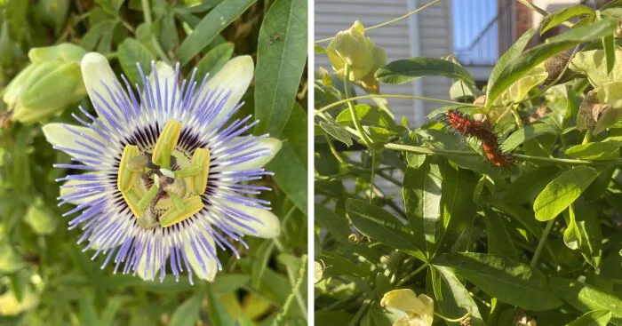 I Capture The Cycle Of Life In Vines My Wife Brought To Our Garden Years Ago (9 Pics)