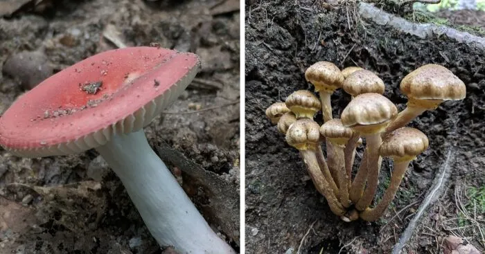 The Fungus Among Us: Can You Identify Some Of These Spores? (38 Pics)
