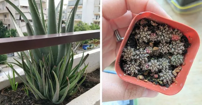 Hey Pandas, Show Me Your Plant Babies! (Closed)