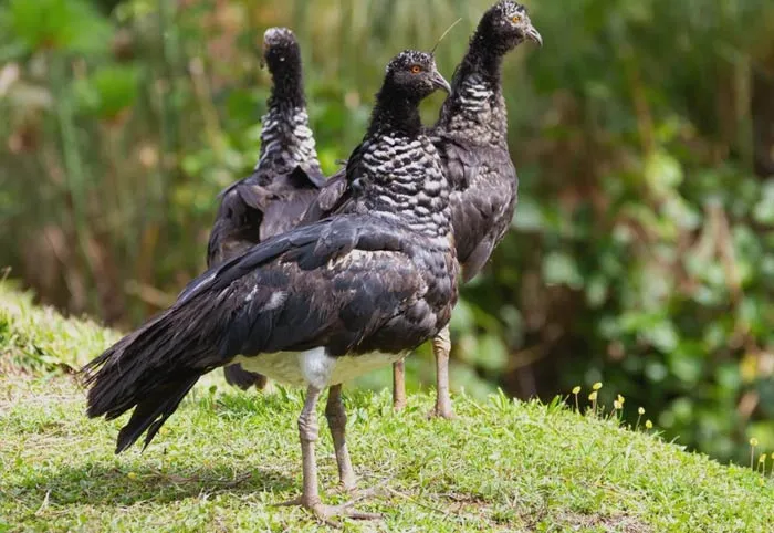 A group of Horned Screamer standing on the grass 