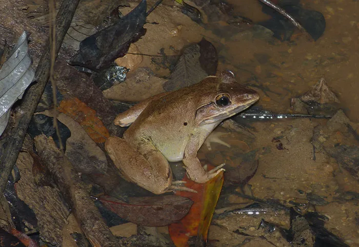 Mountain Chicken Frog