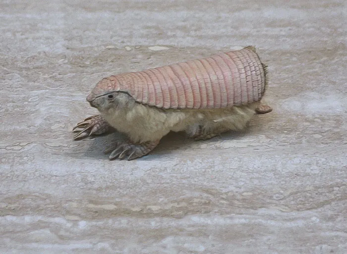 Pink Fairy Armadillo