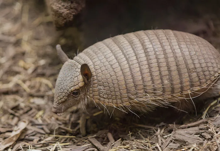 Screaming Hairy Armadillo
