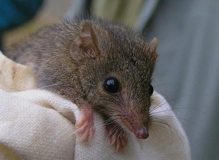Antechinus in the blanket 