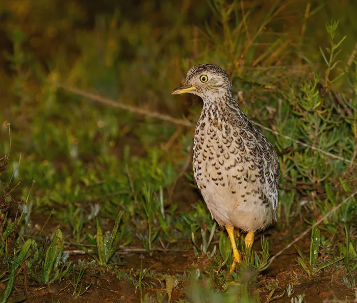 Plains-Wanderer walking in the grass 