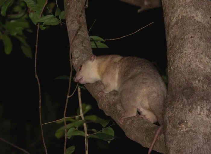 Common Spotted Cuscus on the tree branch