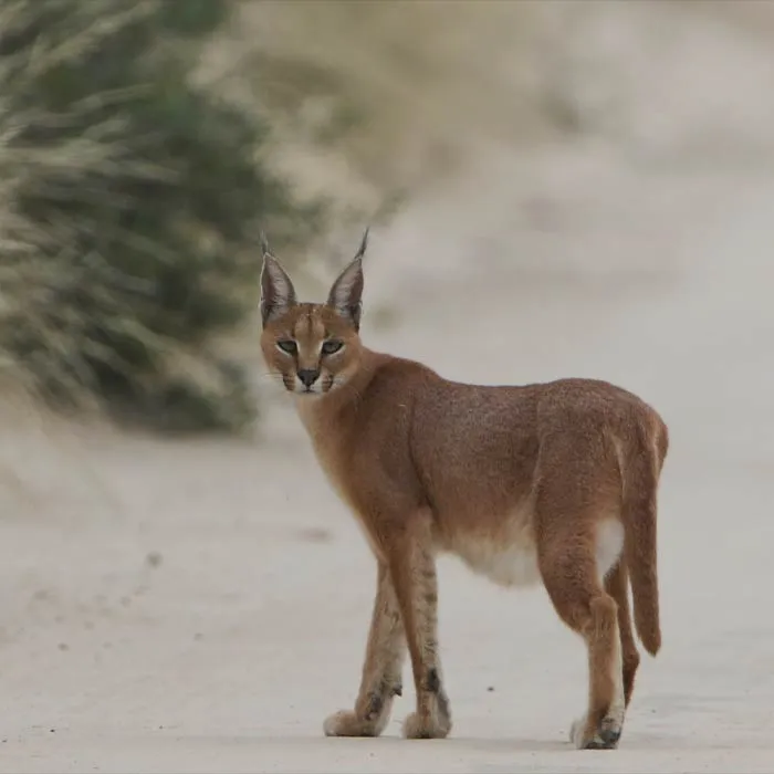 Caracal Caracal