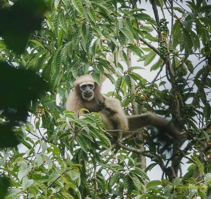 Hoolock Hoolock lying on the tree branches