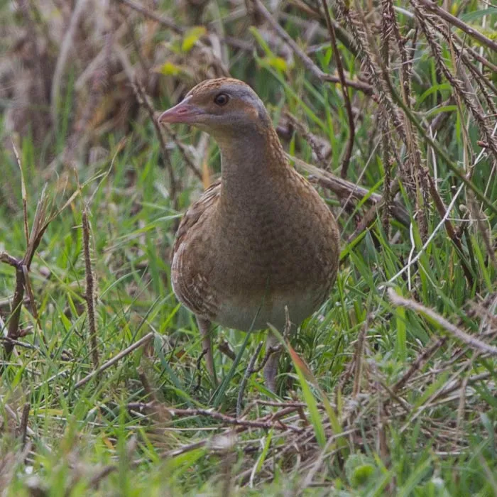 Crex Crex standing on the grass 