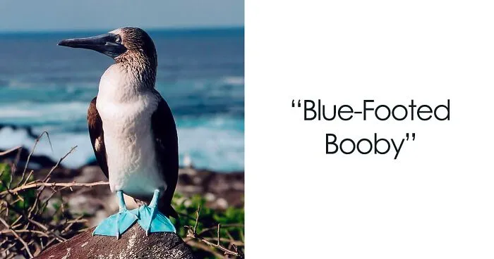 What Happens When Scientists Get Creative And Make Up Funny Animal Names