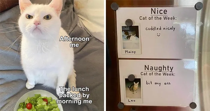 50 Perfectly Accurate Pics And Memes That Capture What It's Like Living With Cats