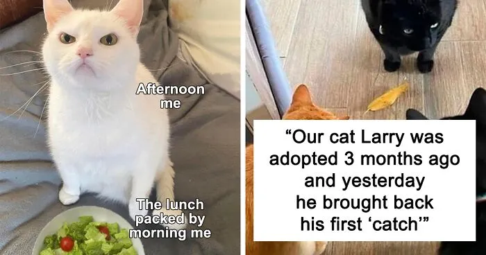 50 Perfectly Accurate Pics And Memes That Capture What It's Like Living With Cats