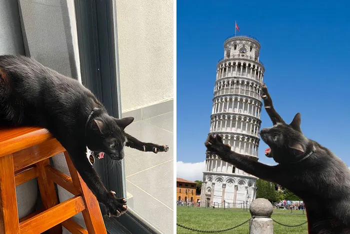 Cat Realizing The Chair Ends
