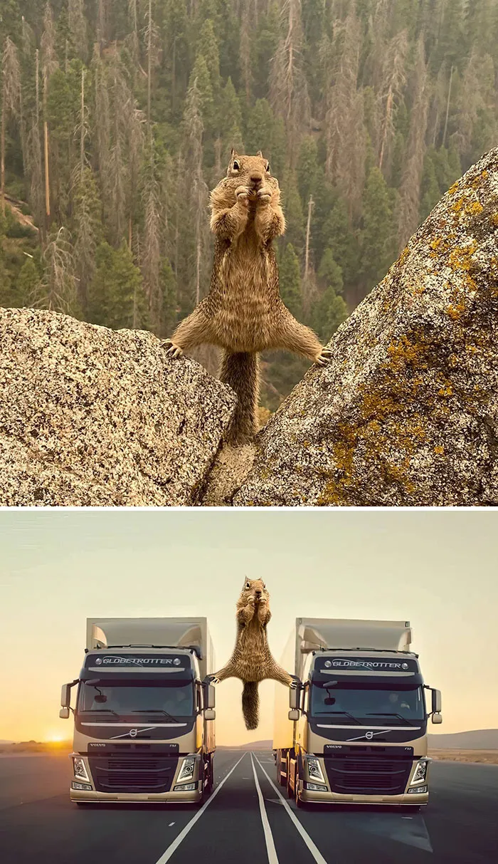 Squirrel Straddling Rocks
