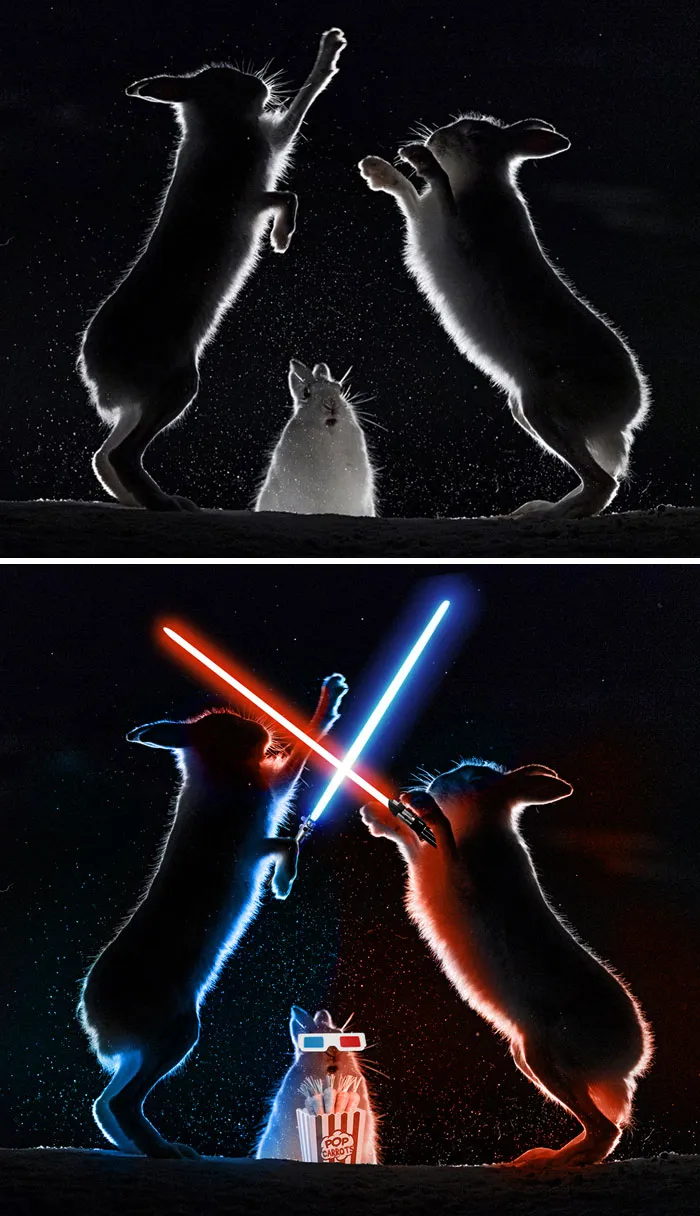 Esta pelea de conejos