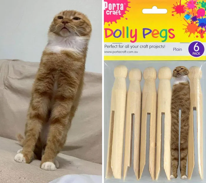 This Stretched Cat