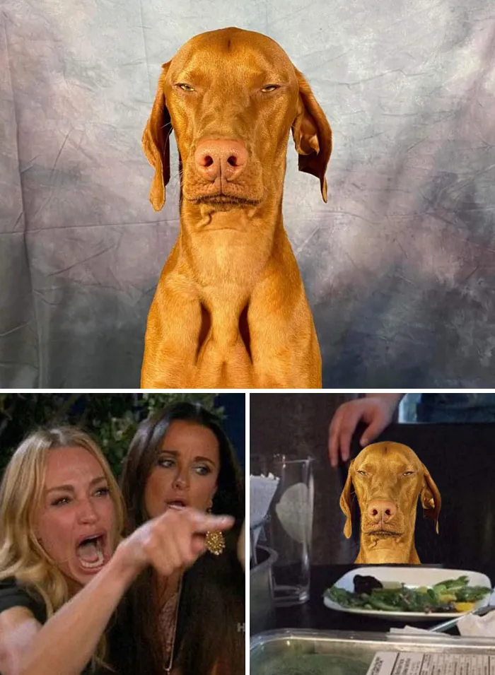 Annoyed Dog