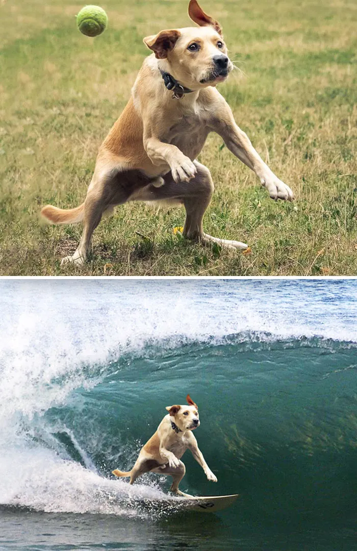 Dog Missed His Ball
