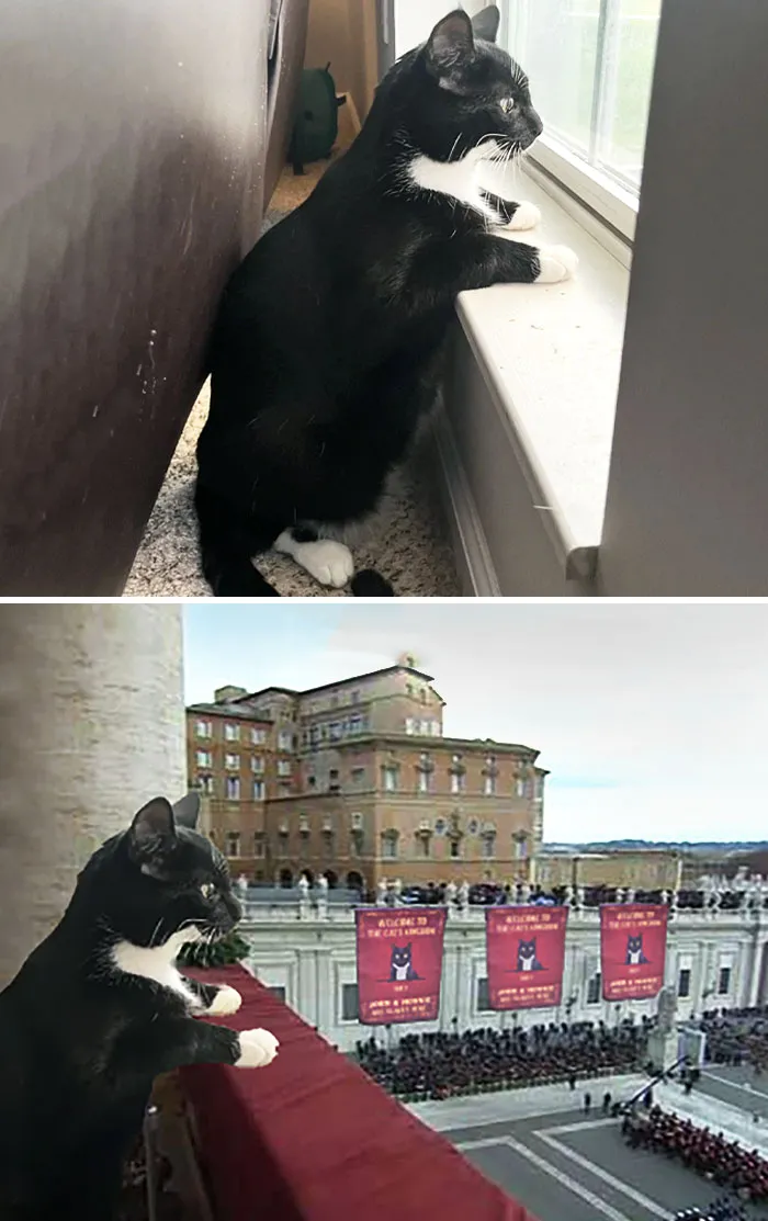This Cat Looking Out Of A Window