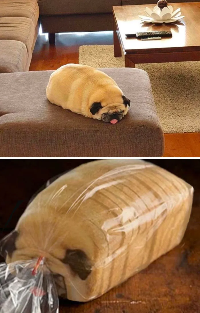 Fat Dog On The Couch