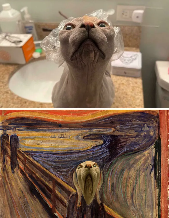 Sphynx Cat In Shower Cap
