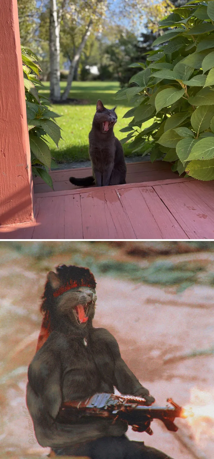 A Yawning Cat