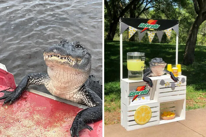 Gator Is Ready To Climb On Board
