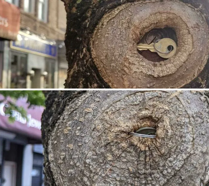Después de 10 meses, este árbol se ha tragado una llave casi por completo