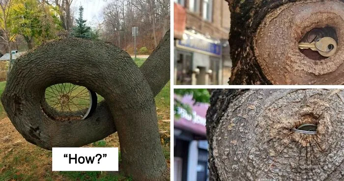 40 Times People Saw Trees 'Devouring' Random Objects And Just Had To Share Proof Online