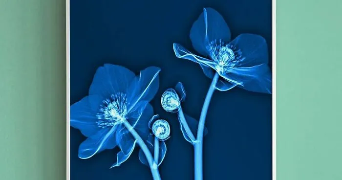 30 Pictures Of Plants That I Took Using X-Ray