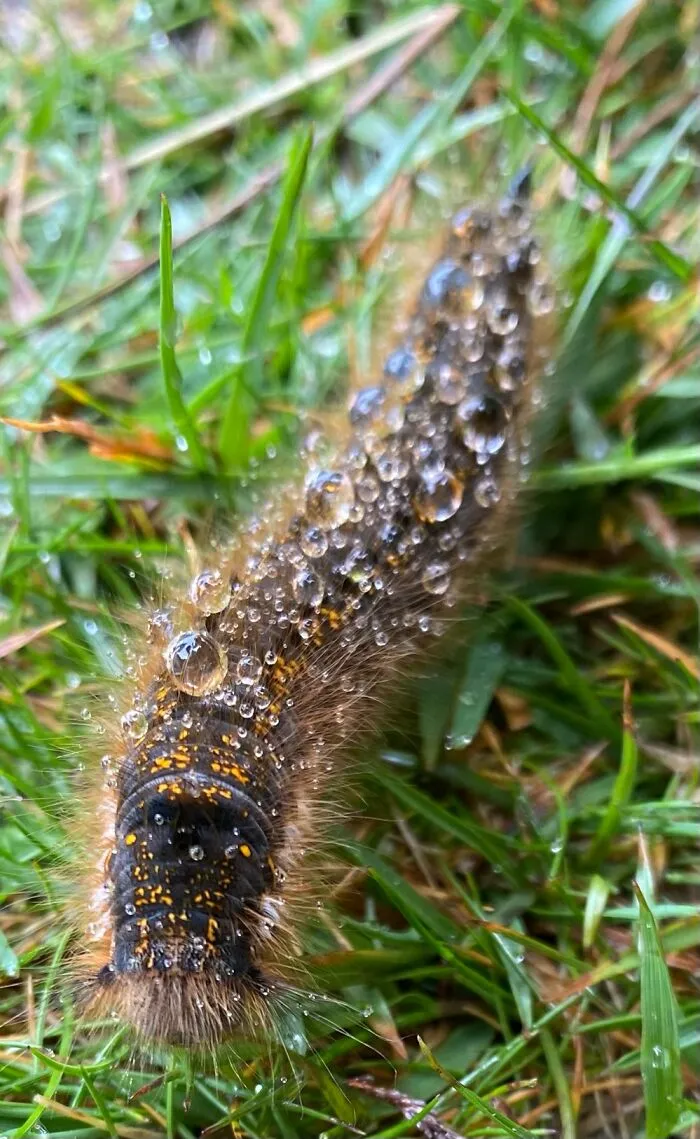 Caterpillar