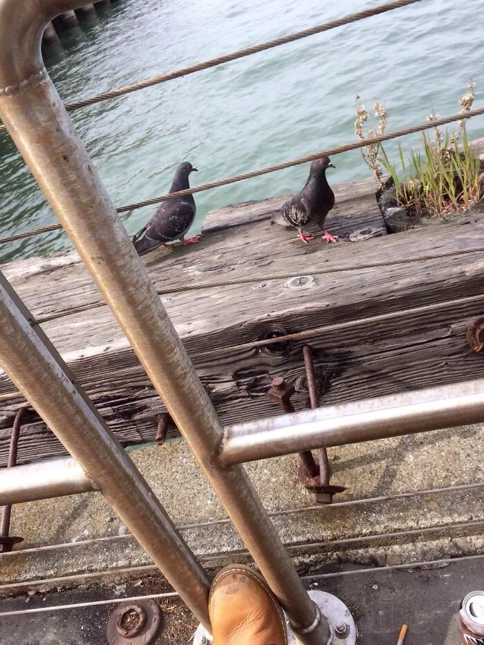 Two Pigeons, Old Pier, Metal Fence, San Fransisco Bay.  It Just Felt Right