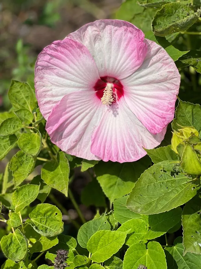 In My Garden